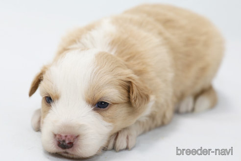 成約済の神奈川県のボーダーコリー-365375の7枚目